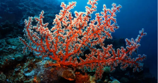 호관원 프리미엄 가격