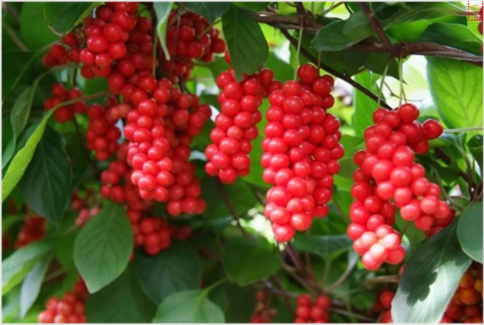 종근당 천관보 가격