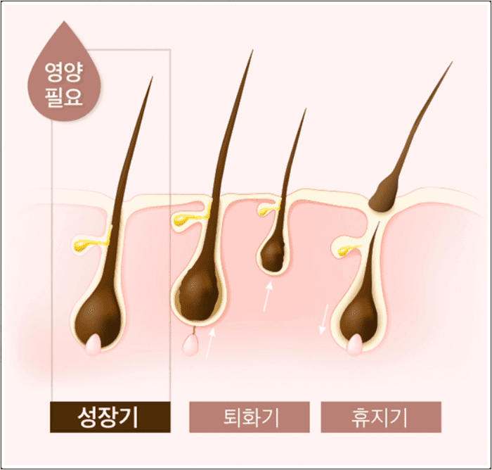속눈썹 영양제 필요성