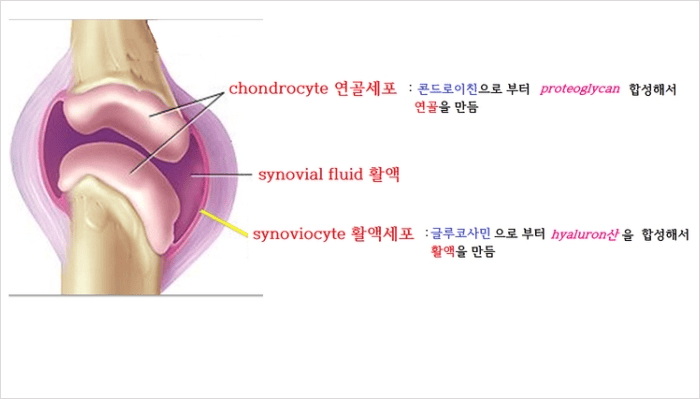 연골 세포 재생