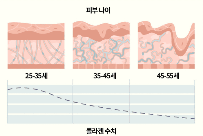 콜라겐