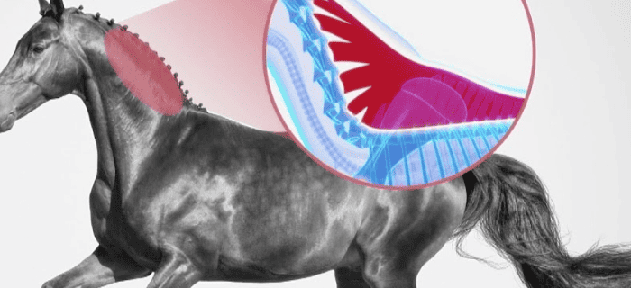 말 엘라스틴 영양제