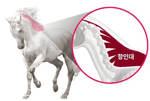 말 엘라스틴 영양제란