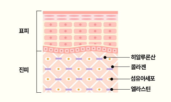 엘라스틴의 효능